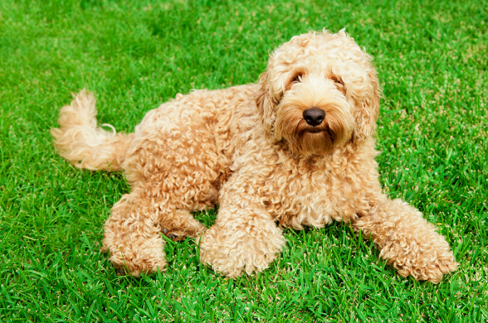 A labradoodle lying on grass